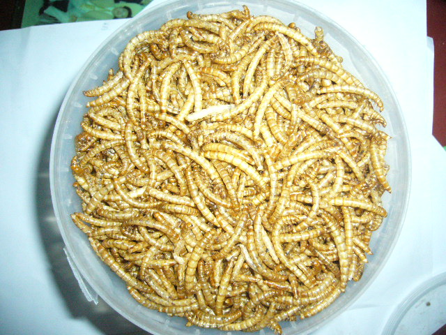 Goldfish and other pond fish feed mealworm First grade dried mealworm fish meal for sale